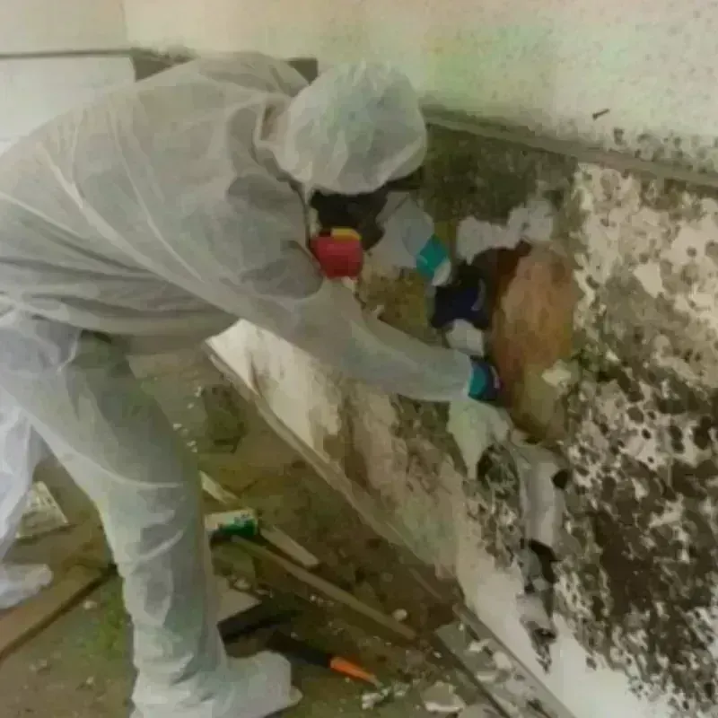 Mold Remediation and Removal in Richland, MO